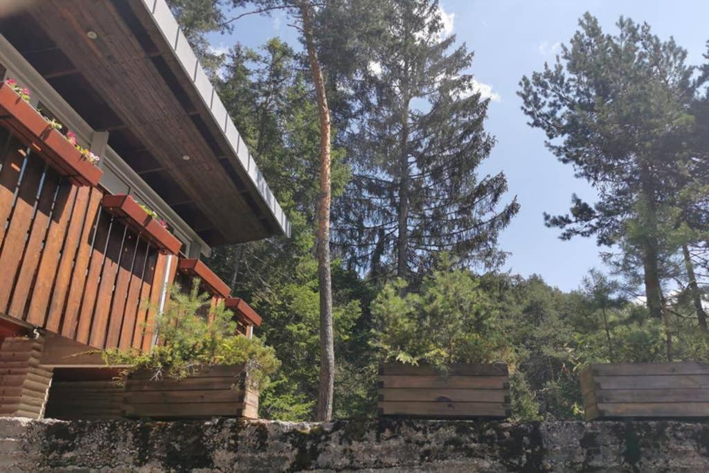 Nel Bosco Borca di Cadore