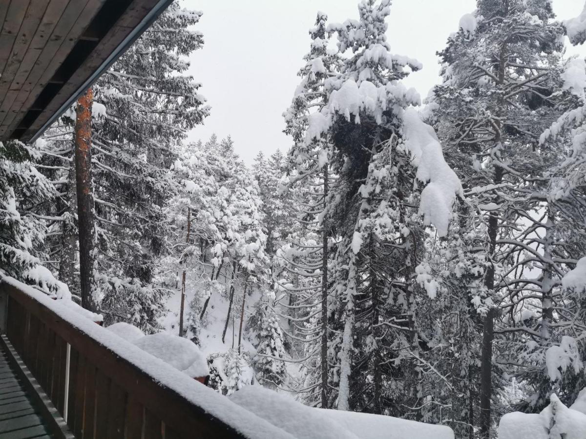 Nel Bosco Borca di Cadore